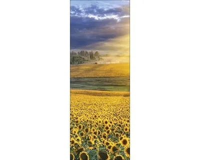 Produktbild von Glasbild Sonnenblumenfeld I 30x80 cm
