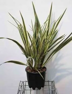Obrázek produktu pro Phormium tenax 'Variegatum' - Novozélandský len 60- 80 cm - Kontejnerový