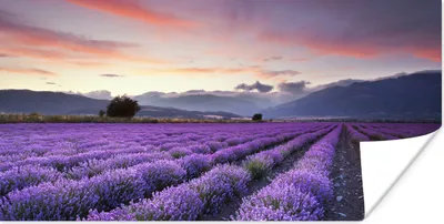 Produktbild von MuchoWow® Poster Ein schönes Lavendelfeld bei Sonnenuntergang 120x60 cm - Bild