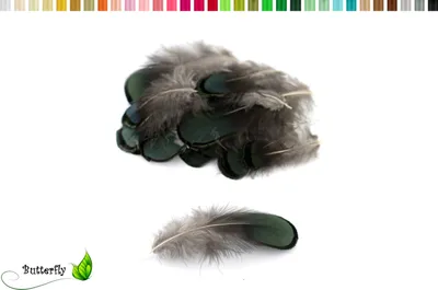 Produktbild von 20 Lady Amherst Fasanenfedern ca. 4-8cm grün