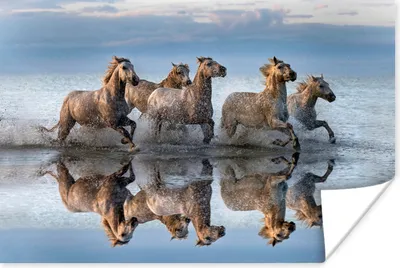 Produktbild von MuchoWow® Poster Pferde - Wasser - Weiß 120x80 cm - Bilder