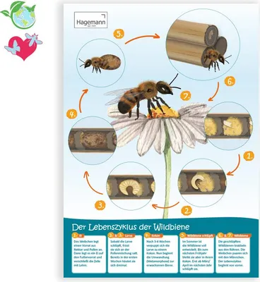 Produktbild von TimeTEX Poster A2 "Lebenszyklus Wildbiene"