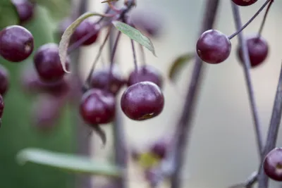 Produktbild von Malus 'Nicoline', Zierapfel, 80–100 cm, rote Früchte