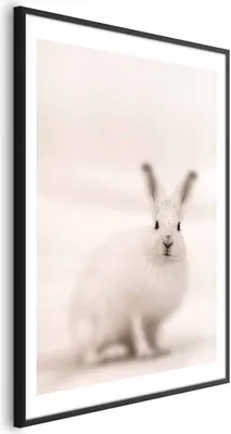 Produktbild von Posterpapier Poster - Fearful Look 29.7x42 cm Tiere g-C-0233-ao-a