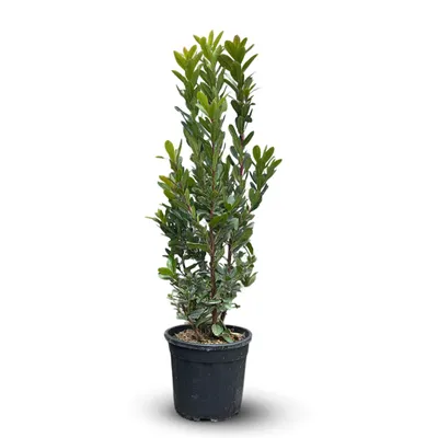 Image de Arbousier - arbutus unedo - arbuste méditerranéen - ↕ 110-120 cm - ⌀ 24 cm - plante d'extérieur, Image générée par une IA