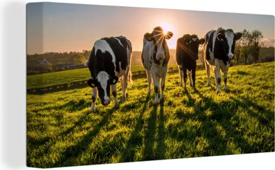 Produktbild von MuchoWow® - Leinwandbilder - Kuh - Gras - Sonne, Wandbild, Wanddeko Bilder Wohnzimmer, 40x20cm