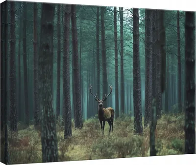 Produktbild von Wandbild Leinwandbild Hirsch Wald Natur 120x80 cm XXL Modern Leinwand Bilder Leinwandbilder Wohnzimmer Schlafzimmer