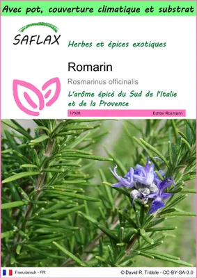 Image de SAFLAX Garden to go - Romarin - 100 graines - Rosmarinus