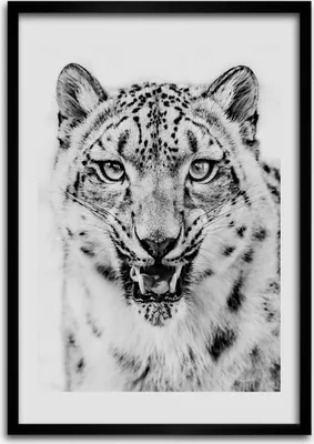 Produktbild von Bild - Bilderrahmen - Foto - 70 cm x 100 cm - MDF - Rahmen - Wandkunst - Schneepanther