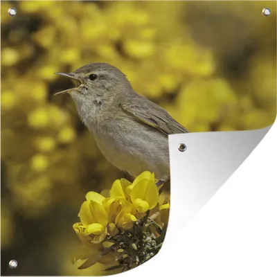 Produktbild von MuchoWow® 100x100 cm Outdoor-Poster Gartendeko Sichtschutz Garten Poster für den Garten  Fitis auf gelben Blumen