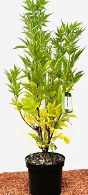 Produktbild von Sambucus nigra 'Obelisk', Schwarzer Holunder, 60–80 cm, säulenförmig