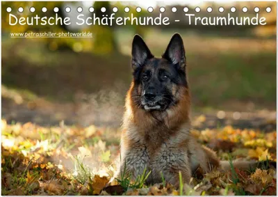 Produktbild von Deutsche Schäferhunde - Traumhunde (Tischkalender 2025 DIN A5 quer), CALVENDO Monatskalender