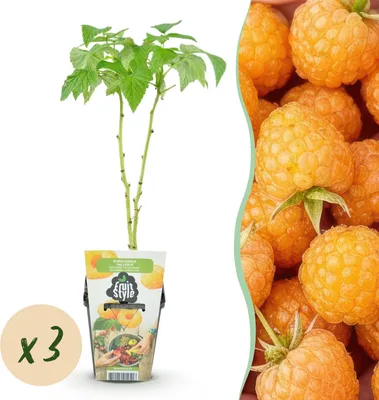 Produktbild von Gelbe Himbeere Rubus idaeus Fallgold 3 Pflanzen winterhart gelb Ø9cm 30cm