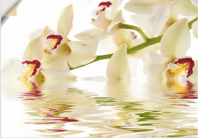 Produktbild von ARTland Wandbild, selbstklebend Weiße Orchidee mit Wasserreflektion Größe: 70x50 cm