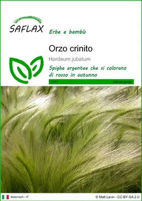 Immagine prodotto di SAFLAX  - Orzo crinito - 70 semi - Hordeum