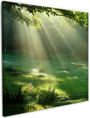 Produktbild von Wallario Premium Leinwandbild Sonnenstrahlen im Wald in Größe 50 x 50 cm