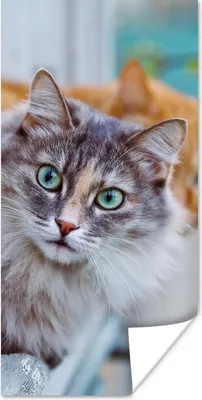 Produktbild von MuchoWow® Poster Katze - Fenster - Katzen 60x120 cm - Wandschmuck