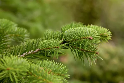 Produktbild von Abies nordmanniana, Nordmanntanne, 60–80 cm