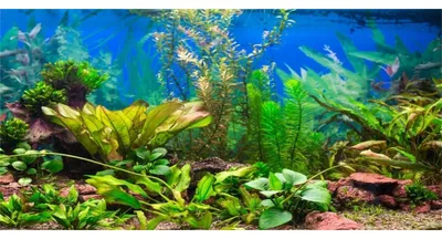 Obrázok produktu pre Akvarijová dekorácia – vinyl, vodné rastliny, imitácia koryta rieky alebo jazera, rozmer 76x46 cm, štýl 3
