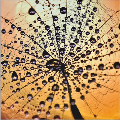 Produktbild von ARTland Wandbild Alu für Innen & Outdoor Pusteblume Tröpfchenfang Größe: 40x40 cm