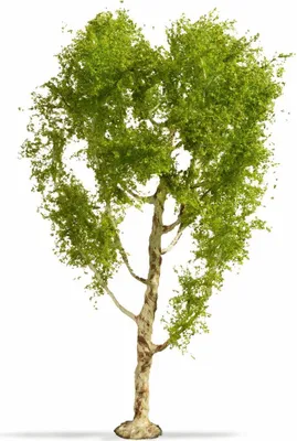 Produktbild von NOCH® Modellbaum Moorbirke, detailreicher Baum, 21 cm hoch für die Spurweiten H0, TT, N, Z perfekt für Modelllandschaften, Dioramenbau, Wargaming und DIY