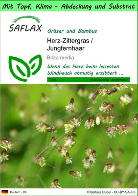 Produktbild von SAFLAX Garden to go - Herz-Zittergras / Jungfernhaar - Briza media - 75 Samen - Mit Topf, Klima - Deckel und Anzuchtsubstrat