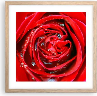 Produktbild von Gerahmtes Poster - Rahmen in heller Eiche - Rose Blume Blütenblätter Tau - 40x40 cm - Wand Bild - Wanddeko - Wandbilder - Wandposter - Bilderrahmen - Bilder - Kunstdruck - Wandbild - P2NAC40x40-1518