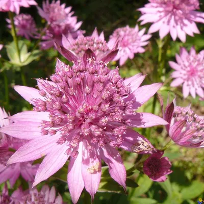 Image de 6 x Astrantia  - Astrantia major 'Rosea'  | Pot 9 cm x 9 cm