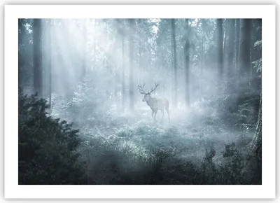 Produktbild von Poster - Poster ohne Rahmen - Hirsch Wald Morgendämmerung - 70x50 cm - Wand Bild - Wanddeko - Wandbilder - Kunstposter - Wandposter - Bilder - Kunstdruck - Wanddekoration - Wandbild - P2XAA70x50-4667