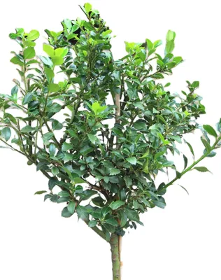 Immagine prodotto di Agrifoglio Ilex Heckenstar standard 60-80 cm Ilex Meserveae sempreverde