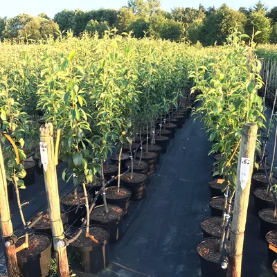 Rows of young trees in pots, lined up on black ground cover, with trees and foliage in the background.