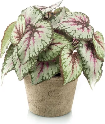 Produktbild von künstliche Begonie im Terrakotta Topf H. 27cm grün pink Emerald Topfpflanze