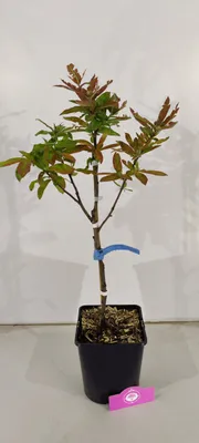 Produktbild von Mespilus Germanica 'Westerveld', Mispel, 5-Liter-Topf