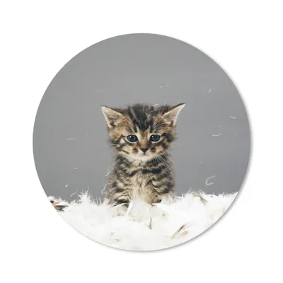 Produktbild von MuchoWow® Mauspad Mousepad Katze - Kätzchen - Federn 20x20 cm - Mousepads - Maus Mat - Pad - Mausunterlage - Schreibtischmatte