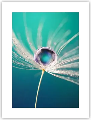 Produktbild von Poster - Poster ohne Rahmen - Pflanze Natur - 30x40 cm - Wand Bild - Wanddeko - Wandbilder - Kunstposter - Wandposter - Bilder - Kunstdruck - Wanddekoration - Wandbild - P2XPA30x40-3991