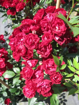 Produktbild von Rosa Chevy Chase - Kletterrose Chevy Chase - Ramblerrose