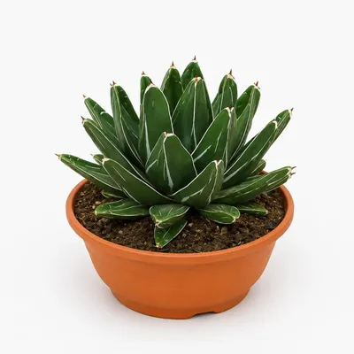 Productafbeelding van Agave victoriae-reginae - bijzondere Agave - zeldzaamheid - diameter van de pot: 20 cm - hoogte: 25 cm