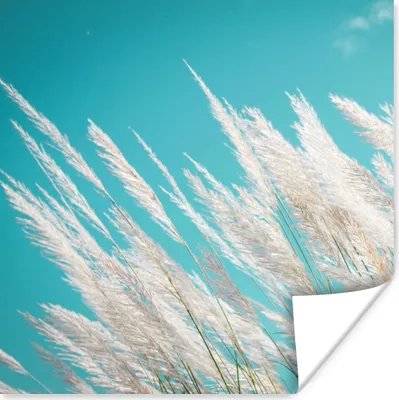 Produktbild von MuchoWow® Poster Pampasgras - Pflanze 75x75 cm - Wand Dekoration
