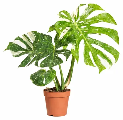 Image de Bloomique - Monstera Deliciosa Thai Constellation - Plante à fleurs panachées - Plante d'intérieur - Convient également comme plante grimpante - Facile d'entretien - Hauteur 25-30 cm - Pot 12 cm