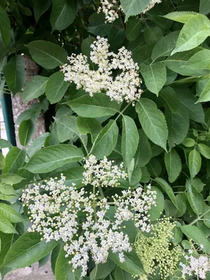 Produktbild von Sambucus nigra - Holunder 50- 60 cm - Container