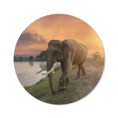 Produktbild von MuchoWow® Mauspad Mousepad Elefant - Wasser - Tiere - Sonnenuntergang - Natur 40x40 cm - Mousepads - Maus Mat - Pad - Mausunterlage - Schreibtisch Accessoires