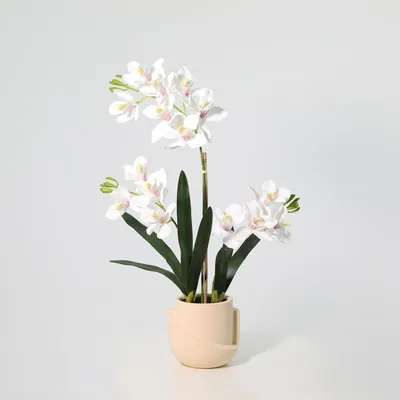 Obrázok produktu pre Umelá orchidea Phalaenopsis 71 cm v črepníku – realistická umelá kvitnúca rastlina – elegantná orchideová dekorácia