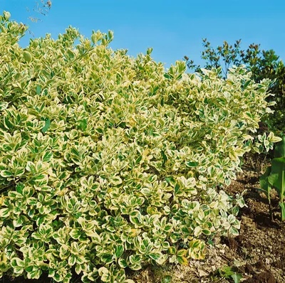 Produktbild von Euonymus japonicus 'President Gauthier', Spindelstrauch, 30–40 cm