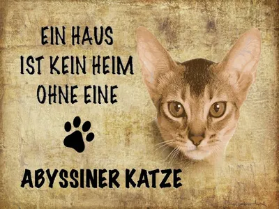 Produktbild von vianmo Holzschild 30x40 cm Abyssiner Katze ohne kein Heim