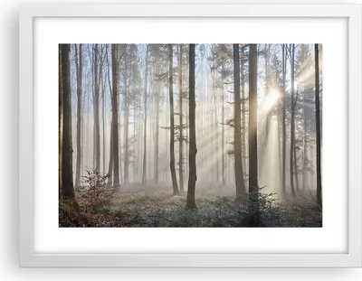 Produktbild von Gerahmtes Poster - Weißer Rahmen - Wald Baum Natur - 40x30 cm - Wand Bild - Wanddeko - Wandbilder - Kunstposter - Wandposter - Bilderrahmen - Bilder - Kunstdruck - Wandbild - P2WAA40x30-3749
