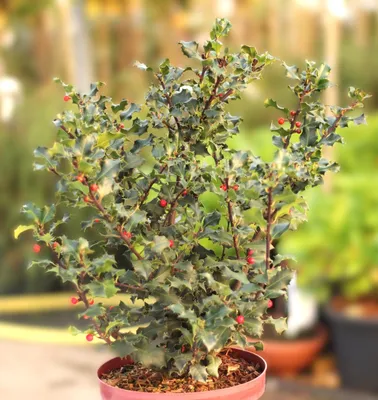 Produktbild von Stechpalme Ilex Meserveae Blue Angel 40 - 50 cm immergrün und winterhart