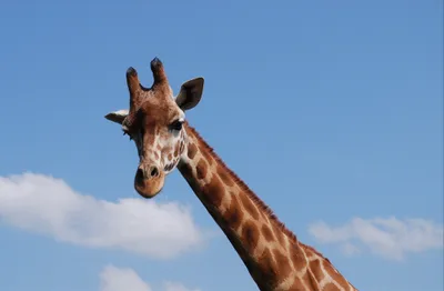 Produktbild von hansepuzzle 75080 - Giraffe Puzzle, 500 Teile, Tierwelt, 46,0 x 30,0cm mit hochwertiger Aufbewahrung, Kartonbox und wiederverschließbarem Beutel