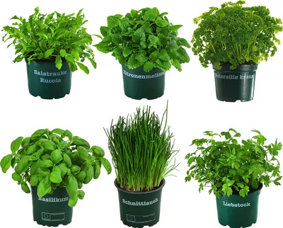 Produktbild von Dehner Kräuter-Set Küchenkräuter, 6 Stück, Basilikum, Liebstöckel, Petersilie, Schnittlauch, Rucola, Zitronenmelisse, je ca. 15 cm, Ø Topf 12 cm, Kräuterpflanze