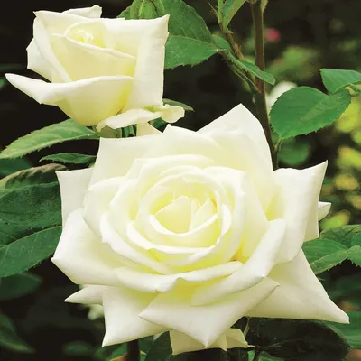 Produktbild von Blühender Zierstrauch Gartenpflanze für draußen Großblumige Rose Weiß 1 St.