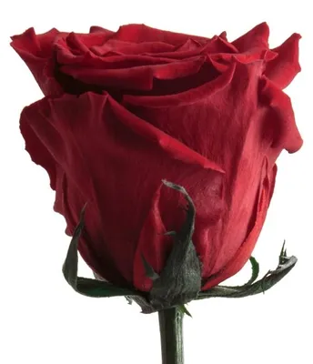 Image de Rosemarie Schulz, Rose éternelle conservée, couleur rouge, 45–50 cm